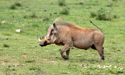 Naklejka na ściany i meble A big male warthog / wild pig running with his tail up in this photo from South Africa