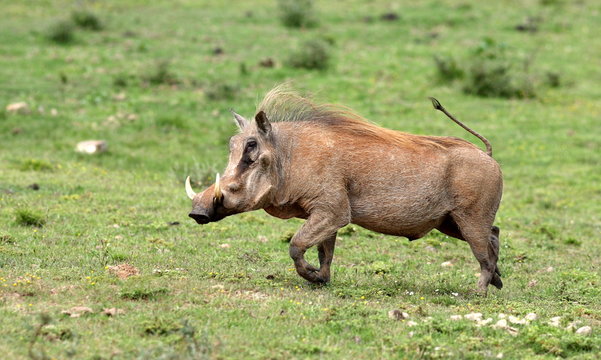 A big male warthog / wild pig running with his tail up in this photo from South Africa