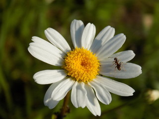 Fototapeta premium Daisy