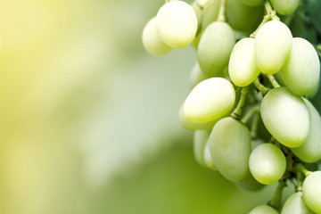 Green grapes macro photo, nice blurred background effect.