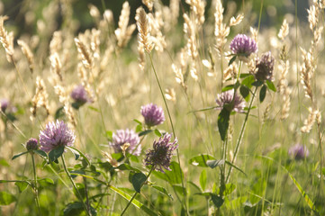 Chives and Wheat Fields