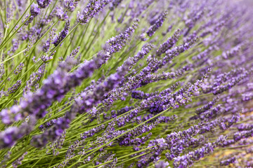 Focus on the second plane in lavender sprigs