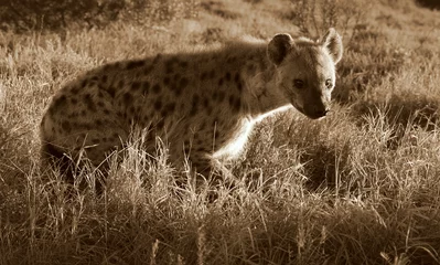 Schilderijen op glas A spotted hyena from safari in South Africa © fishcat007