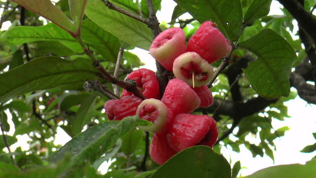 bunch of fresh ripe rose-apple fruit on tree.
