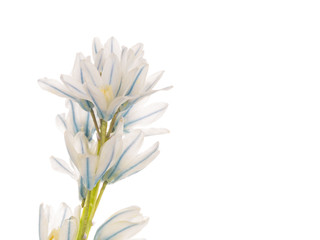 spring flower Puschkinia niatsintnoides