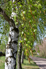 Birch leaves