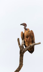 Vulture