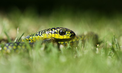 Boomslang / Tree snake on an Aloe plant in eastern cape, south africa