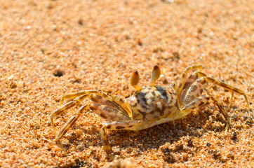 little crab