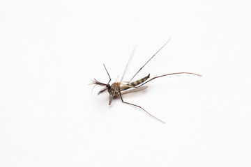 Short focus of Dead mosquito lie-down on white background.