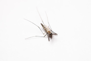 Short focus of Dead mosquito lie-down on white background.