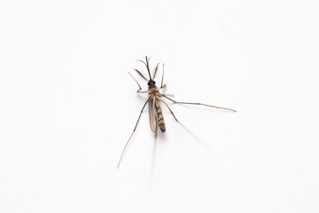 Short focus of Dead mosquito lie-down on white background.