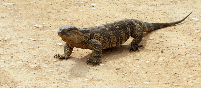 A monitor lizzard / leguaan in this image from Africa