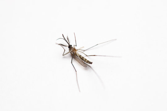 Short focus of Dead mosquito lie-down on white background.