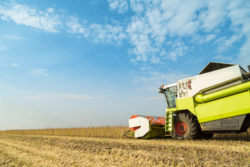 Fototapeta premium Combine harvester harvesting soybean at field