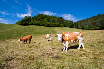 Hinterwälder Kühe