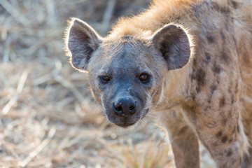 Fototapeta premium Spotted Hyena