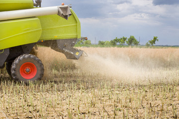 Combine harvester working in rapeseed