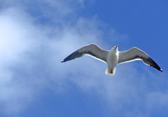 Strandurlaub 24 / Möwe im Flug, Textfreiraum links