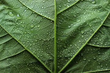 Green leaf with waterdrops