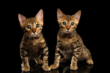 Two Bengal Kitty Looking in Camera on Black