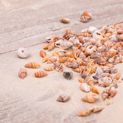 Sea shells on sand. Summer beach background