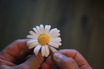 guesses on camomile for love