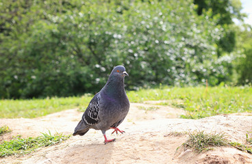 dove on the lawn