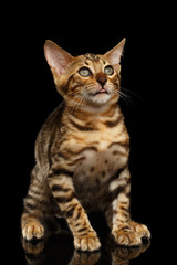 Fototapeta na wymiar Bengal Kitty Sits and Looking Up dumbfounded on Black