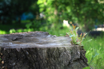 sprout makes the way to the light