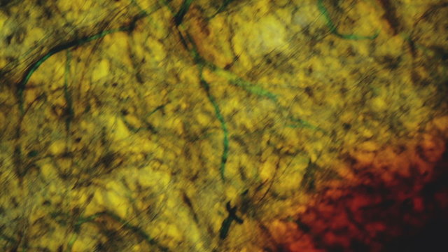 Wet paper fiber structure under microscope