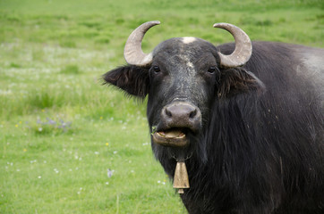 Water buffalo