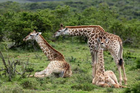 A herd of Giraffe standing and sitting with a baby giraffe calf. South Africa