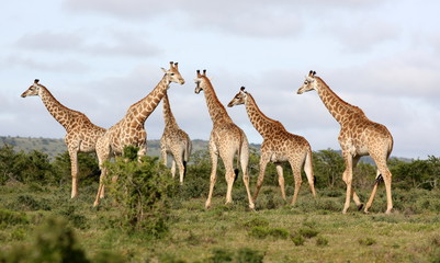 Obraz na płótnie Canvas A herd of Giraffe all together in this image. South Africa