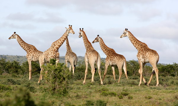 A herd of Giraffe all together in this image. South Africa
