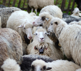 Naklejka premium Smiling sheep in the herd sheep (recognition, environment, joy,