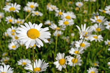 Wonderful summer landscape with daisies in the middle of the mea