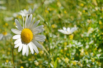 Beautiful daisy close-up on a sunny day in the meadow  (peace, h