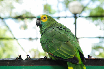 Little parrots in nature park