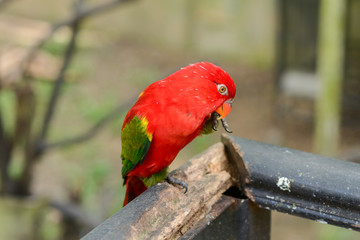 Little parrots in nature park
