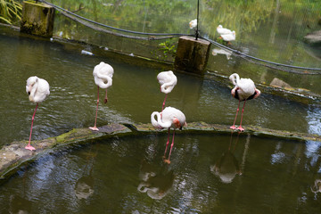 Pink flamingo in nature park