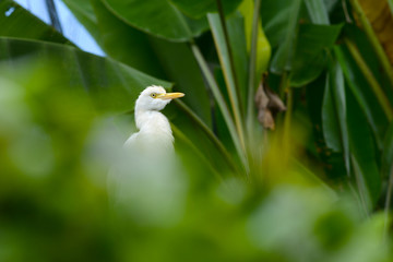 White heron in nature park