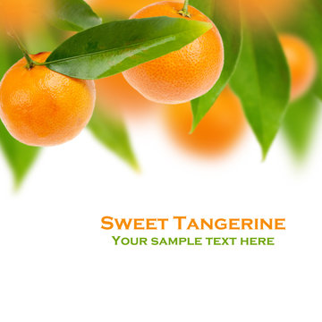 Sweet tangerine