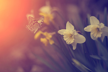 Fototapeta na wymiar Butterfly and flower