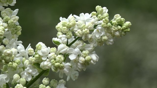 white lilac in nature