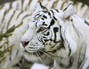 White Tiger