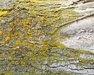 Tree fungus or rust on bark of tree trunk
