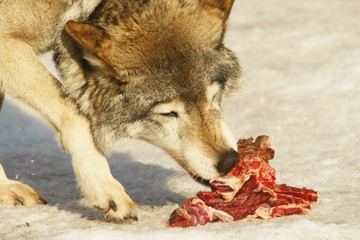 Fototapeta premium wolf eats meat