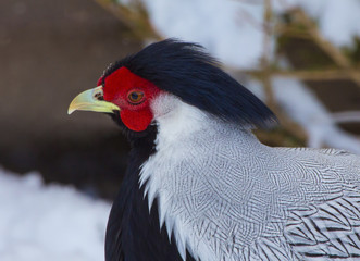 Silver Pheasant (Lophura nycthemera)