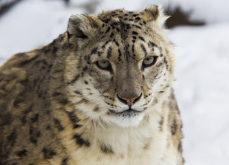 Fototapeta na wymiar snow leopard, irbis